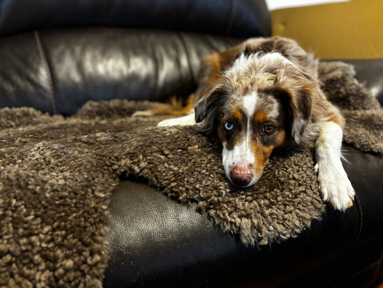 SALE! Sheared Sheepskin "B-Grade" Single Hide
