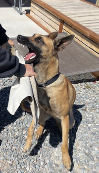 Leather Bite Rag for Dogs or Puppies - Black
